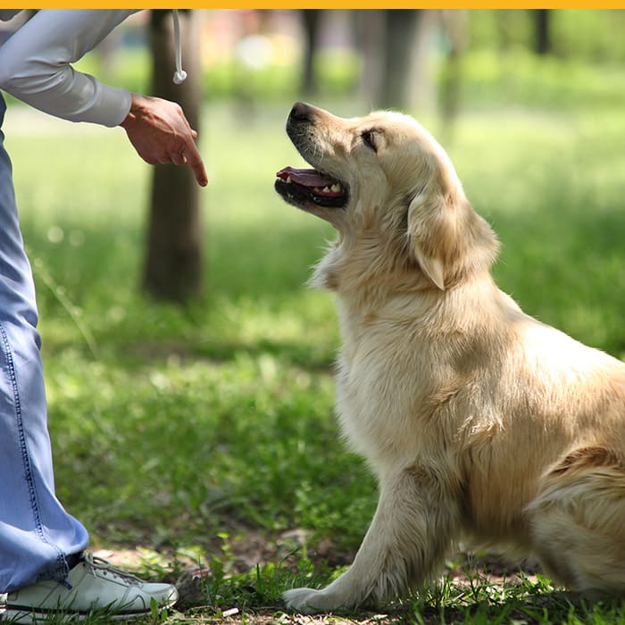 Croc Blanc : centre d'éducation canine dans les Hauts-de-Seine (92), Yvelines (78), Paris (75) & Val-d’Oise (95)