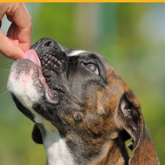 Croc Blanc : éducation canine dans les Hauts-de-Seine (92), Yvelines (78), Paris (75) & Val-d’Oise (95)